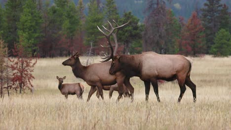 a bull elk nuzzles up against a cow during the fall rut in the canadian rocky mountains in 4k