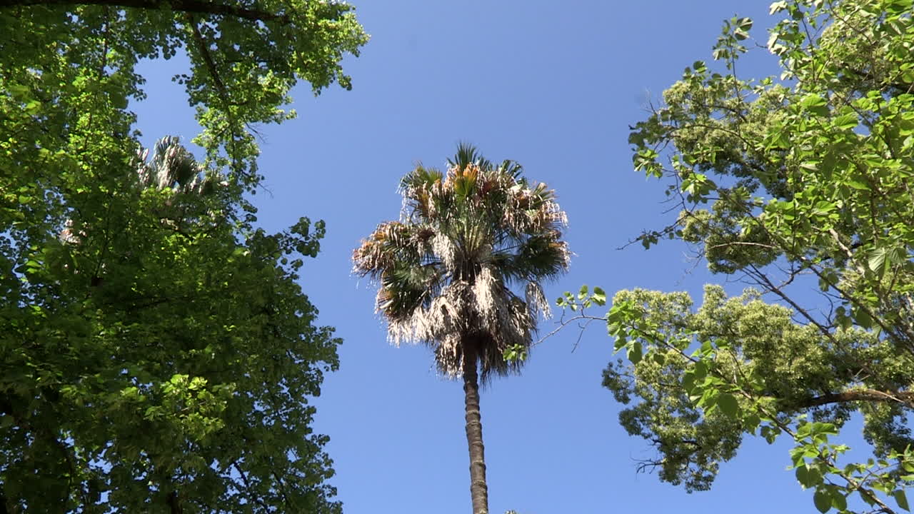 alta palmera que se destaca entre otros árboles y follaje verde, en contraste con el cielo azul