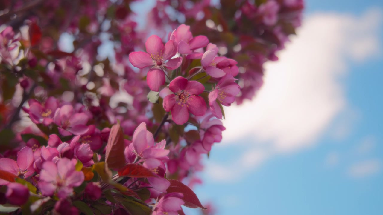 Japanese cherry tree with pink flowers