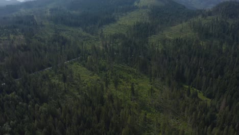 Drohnenwald-Von-Oben-Nach-Unten,-Atemberaubende-Aufnahme