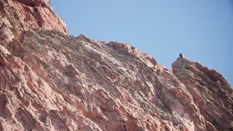 Eagle-perched-on-a-rock-formation-at-Garden-of-the-Gods,-Colorado-under-clear-blue-sky,-daytime