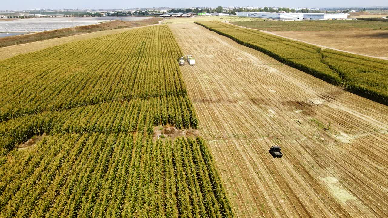 농부가 옥수수 수확기를 따라 폴라리스 레인저를 운전합니다. 을 가로질러 운전하는 레인저의 드론, 가축 에그레트가 머리 위로 날아갑니다. 현대 농업
