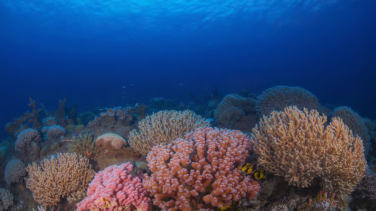Reazione alla deriva, pesce giallo-nero che scivola nella fessura di corallo alla barriera corallina illuminata dal sole, con coralli rosa