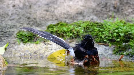 White-rumped-Shama-bathing-in-the-forest-during-a-hot-day,-Copsychus-malabaricus,-in-Slow-Motion