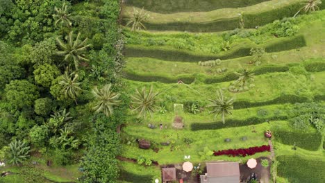 woman on large tree swing in tropical rice field from above