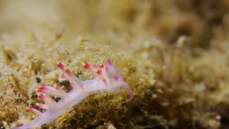 a brightly coloured nudibranch crawling along the ocean floor