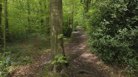 Beautiful-forest-trail-in-springtime,-pull-back,-wide-angle