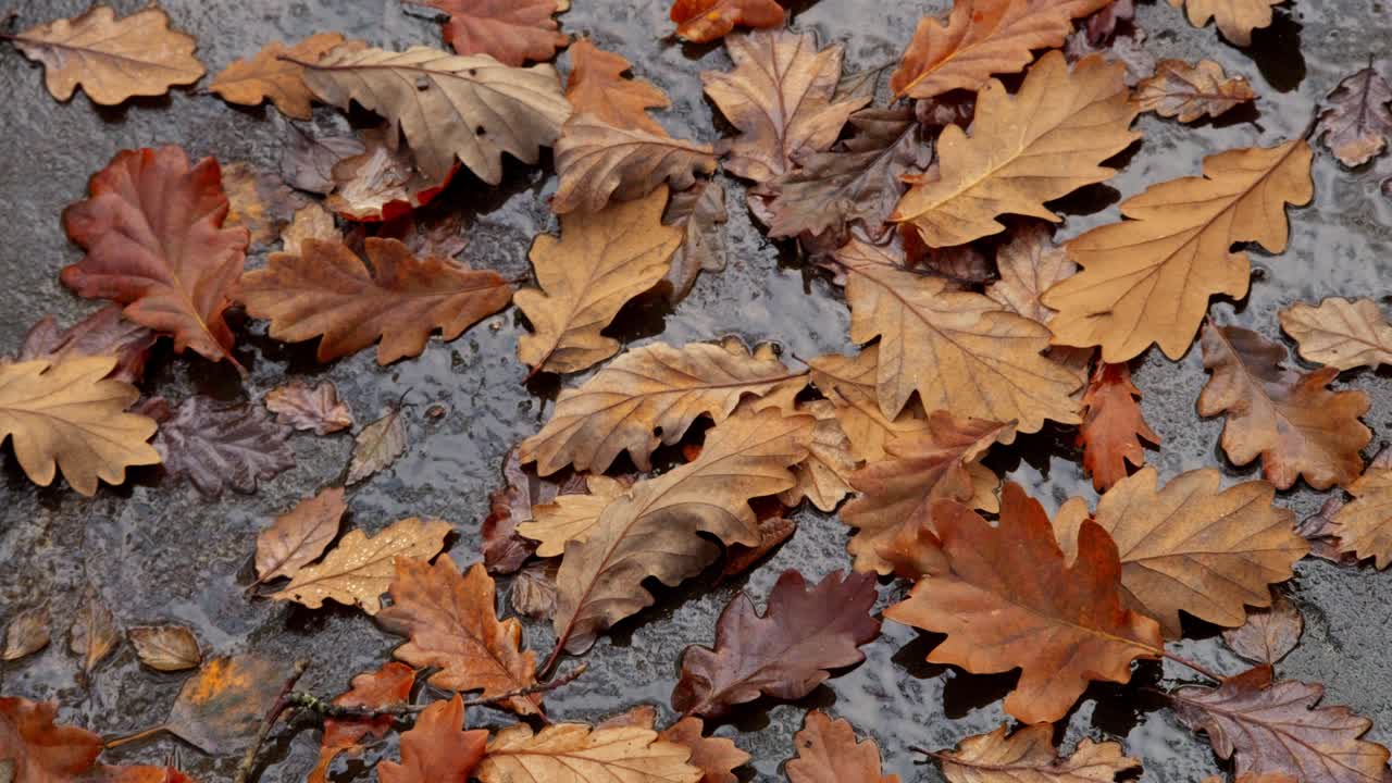 Pudonneita tammenlehtiä sateisella metsänpohjalla.