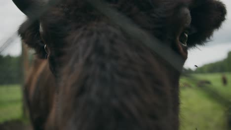 large dark eyes of a europen bison stare