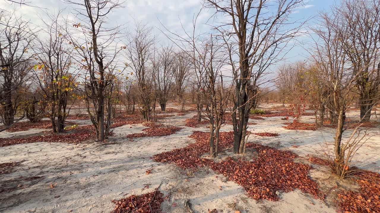 ボツワナ、チョベ国立公園の乾季のサバンナの風景。