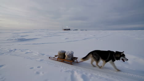 dog sledding in a snowy arctic landscape