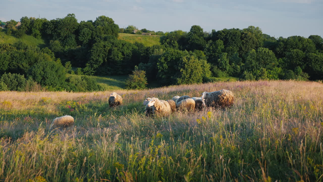 A Herd Of Sheep Grazing In A Picturesque Valley Against The Backdrop Of A Forest Agriculture And Eco