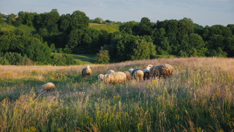 A-Herd-Of-Sheep-Grazing-In-A-Picturesque-Valley-Against-The-Backdrop-Of-A-Forest-Agriculture-And-Eco