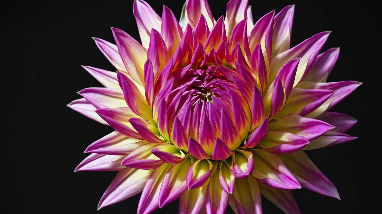 Närbildsvideo på en livfull dahlia mot en svart bakgrund, fångad från en frontalvinkel.