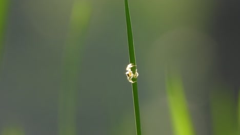 Goldspinne-Im-Grünen-Blatt---Netz