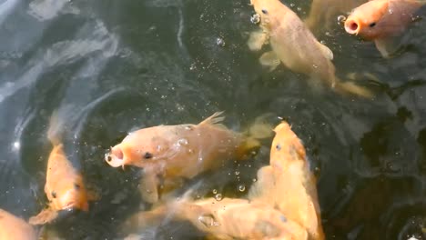 fish-farming-in-artificial-ponds