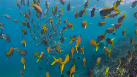 Ein-Taucher-Schwimmt-Durch-Einen-Schwarm-Gelber-Tropischer-Fische