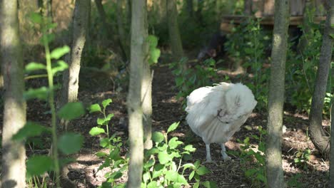 chicken-white-living-free-in-woods-permaculture-underwood-off-grid-village