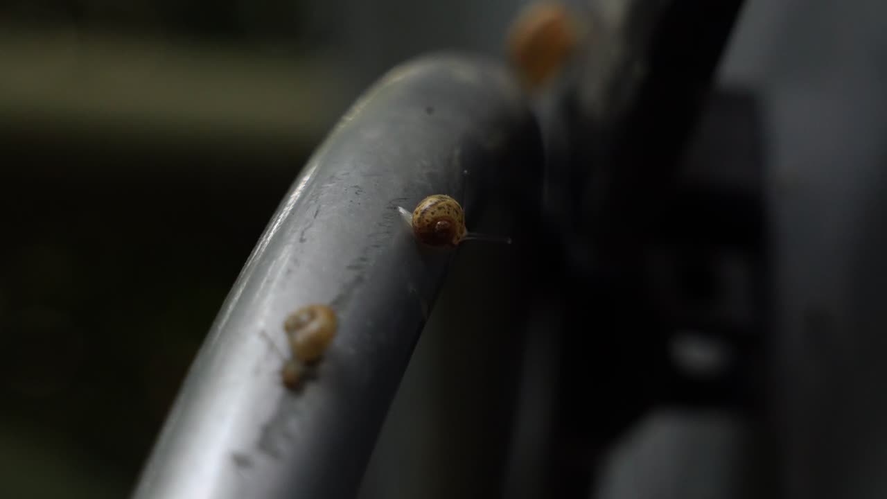 Detailed 4K close-up of a garden snail crawling on a metallic bar. The focus is on the snail's shell and antennae as it moves slowly against a blurred background