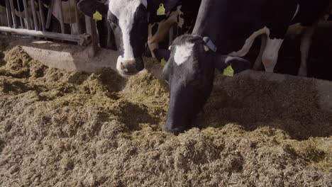 Granero-Moderno-Con-Vacas-Lecheras-Comiendo-Vacas-De-Heno-En-El-Establo,-Alimentación-De-Terneros-En-La-Granja,-Industria-Agrícola