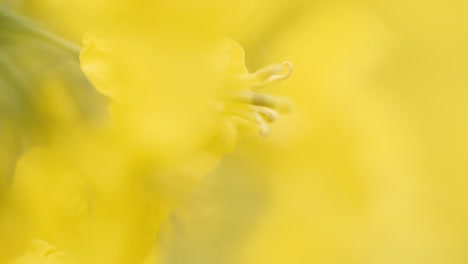 macro shot of the blossom of a rapeseed plant