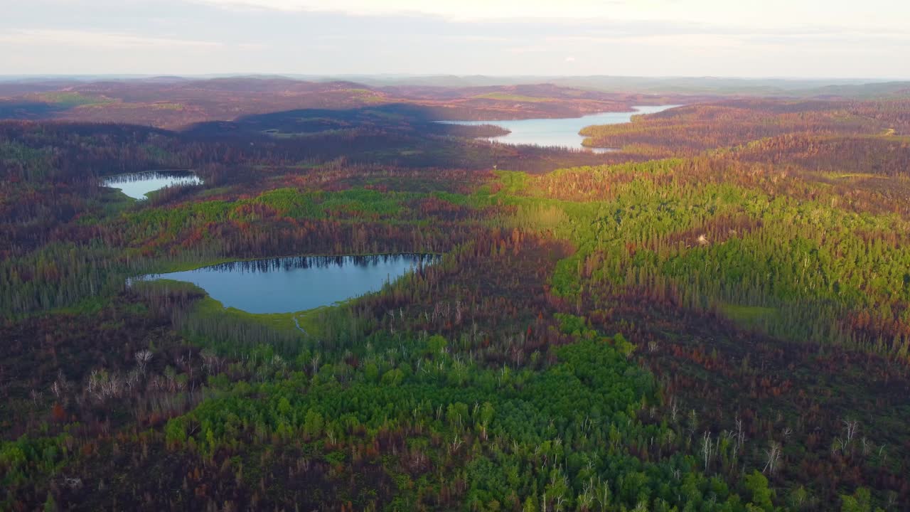 Aerial View Of Forest Partly Burned Down After Wildfire Near Lebel-sur-Qu&eacute;villon In Quebec, Canada