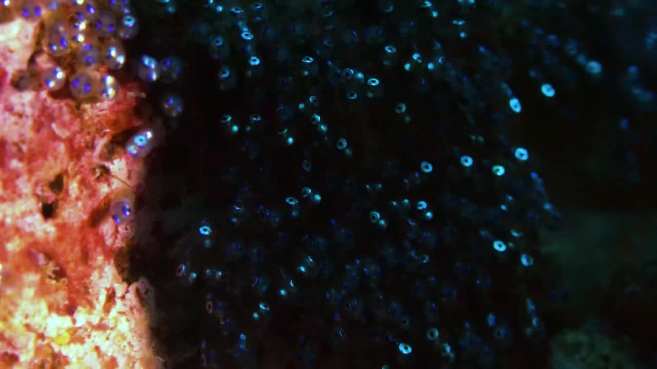 larvas de pez payaso bajo la protección de la hembra