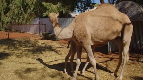 a female dromedary camel in an enclosure feeding her young calf