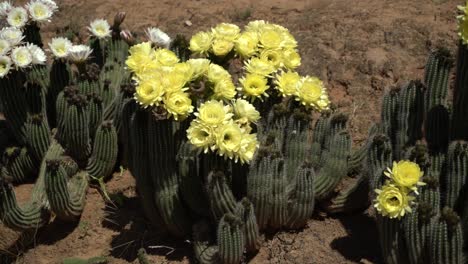 Yellow-Flower-Cactus-With-Butterfly-Flying