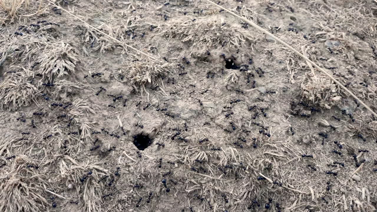 개미 왕국에 겨울 공급이 시작되어 식량을 모아 두 개의 별도 세포에 저장합니다.