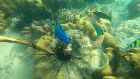 Exotic-fish-feeding-near-Thailand-coastline,-underwater-view