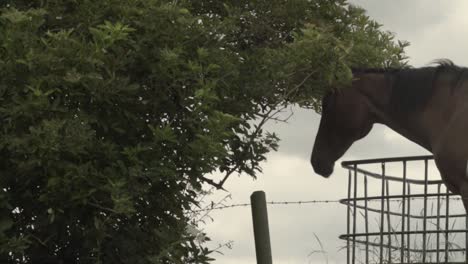 brown horse nodding his head