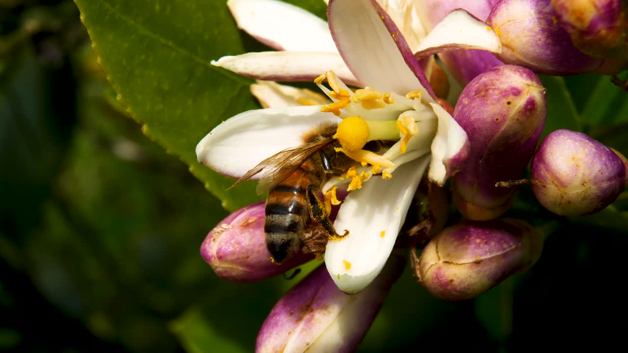 abeja melífera arrastrándose en la flor para obtener el néctar