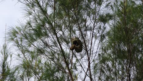 A-group-of-Streaked-Weaver-perched-on-the-Nest