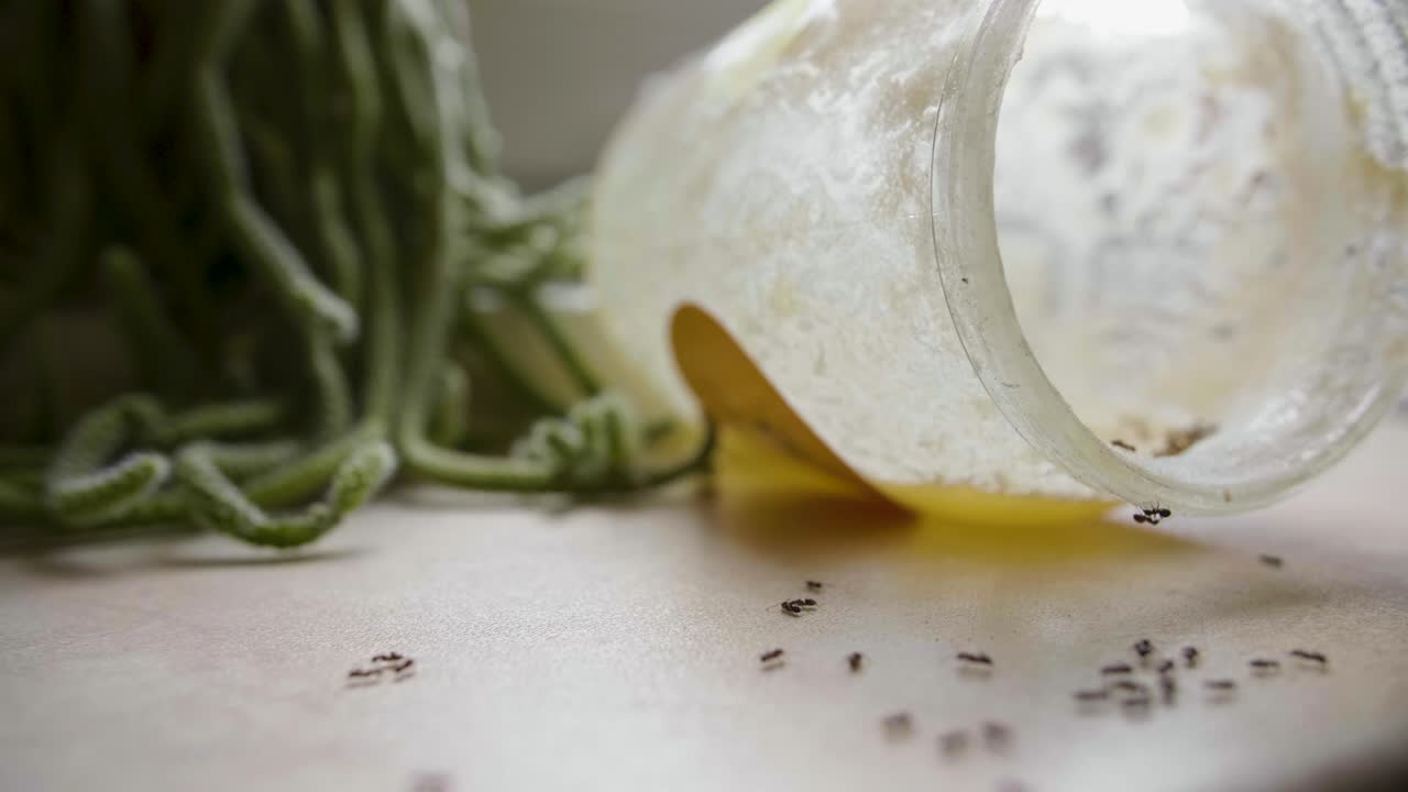 개미는 여름날 부에 있는 항아리에서 달한 을 먹습니다.