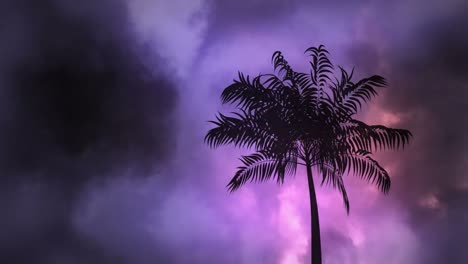 Thunder-and-palm-tree-at-night