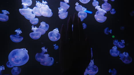 hand on glass wall of an aquarium with group of jellyfish