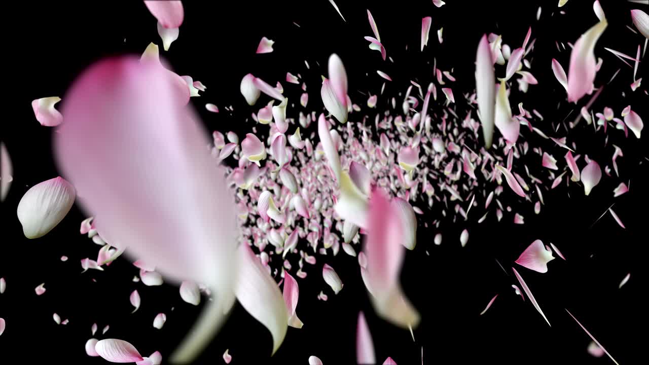 los pétalos de loto rosados están volando.