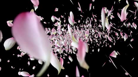 pink lotus petals flying.