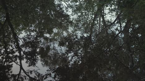 Mirror-like-water-reflects-river-shore-wilderness-vegetation,-TILT-REVEAL