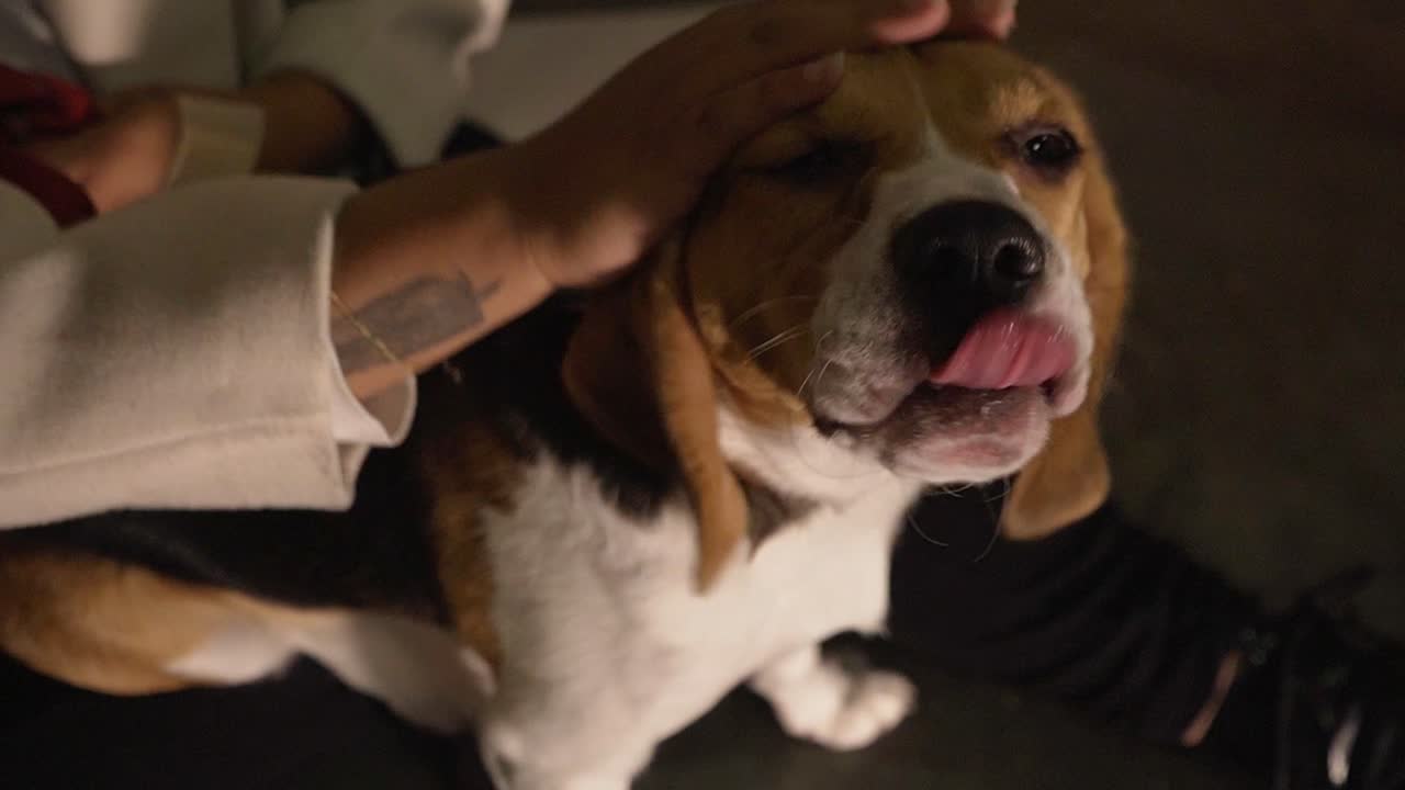 一個女人坐在地板上撫摸她的狗,