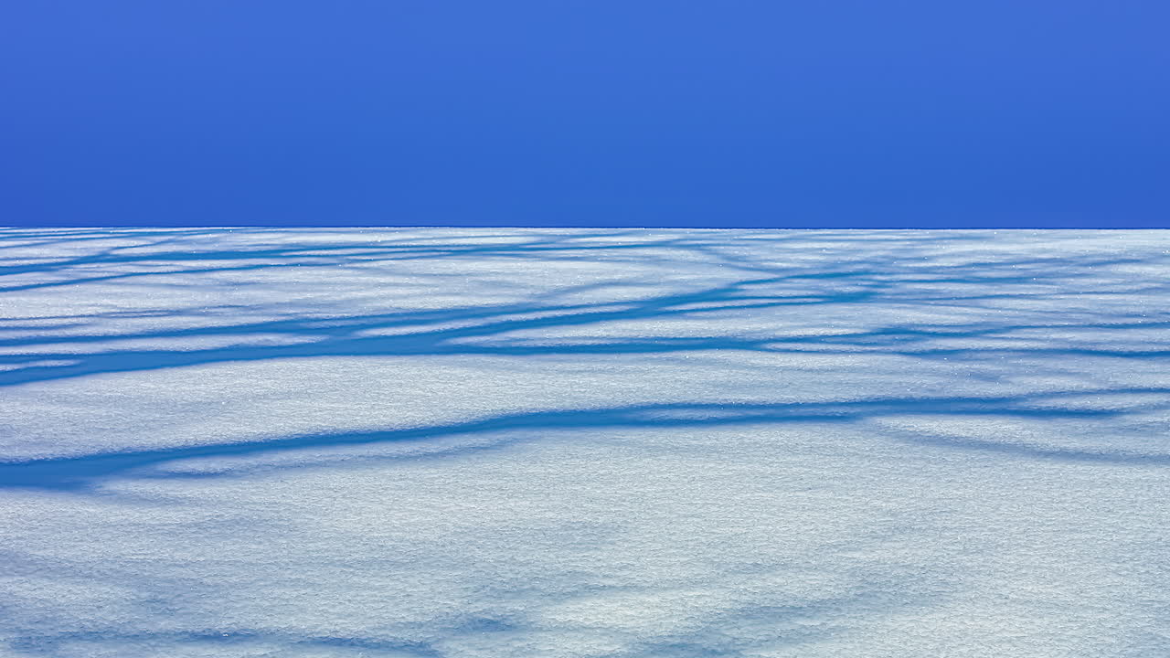 Ombre di tronchi e rami d'albero che si muovono su un campo innevato con cielo blu sullo sfondo