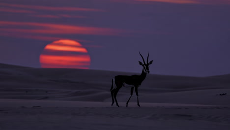 antelope silhouette at sunset in the desert