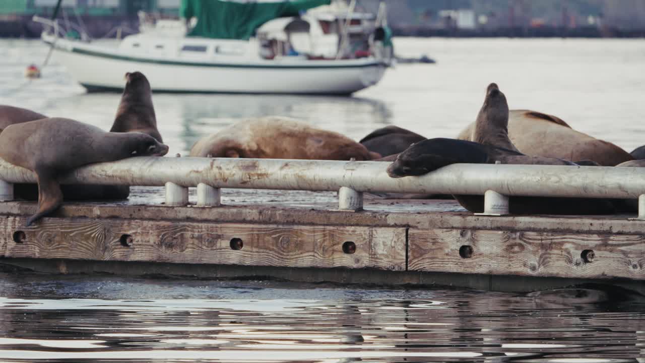 Sea lions gather on a breakwater in autumn, creating a lively scene