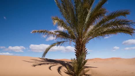 palma de merzouga 00