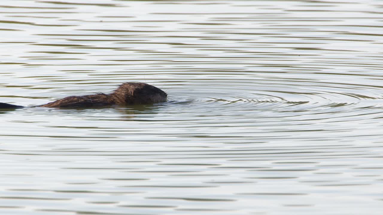 Muskrat eating plants on pond surface sends ripples radiating outward