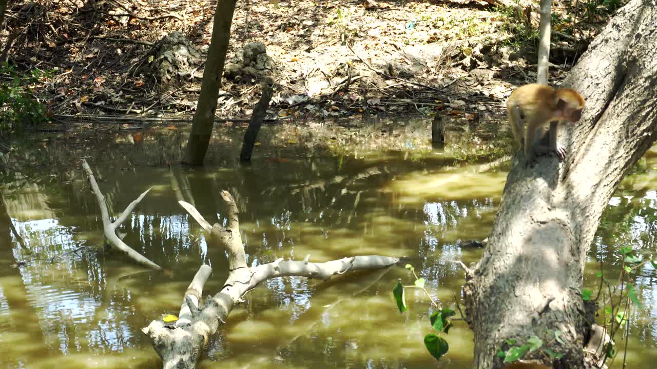 liitle 어린 원숭이가 나무에서 내려옵니다.