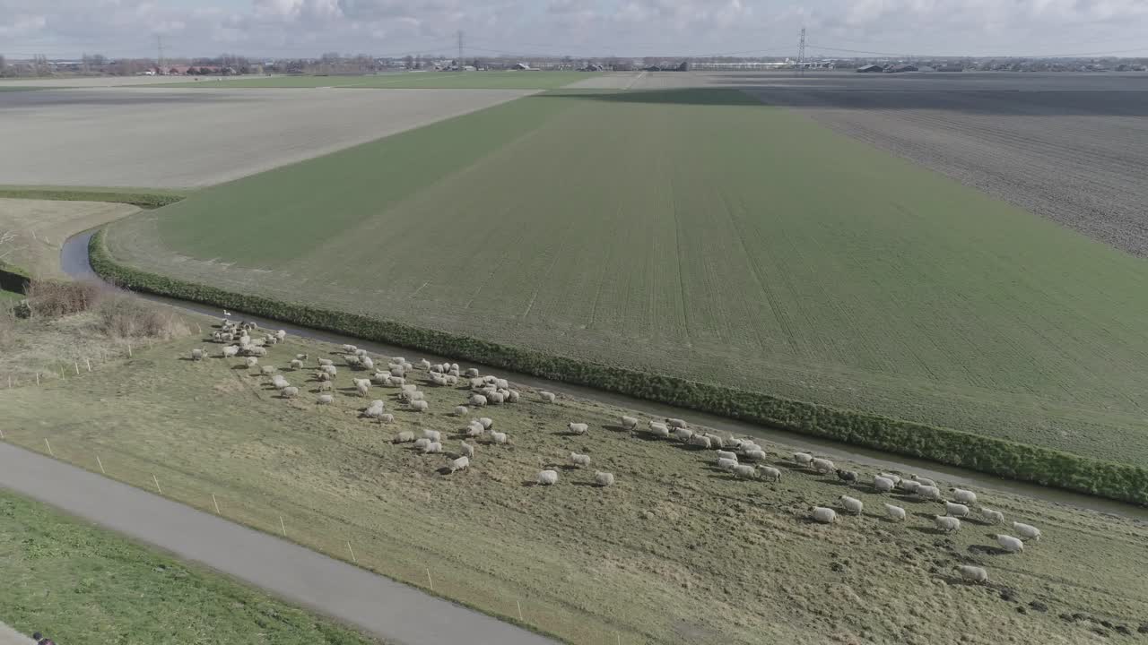 съемка с дрона стада овец на голландской ферме