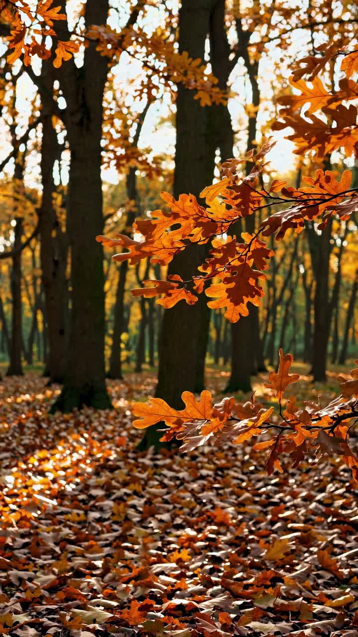 Autumn forest scene with sunlit orange leaves in the foreground