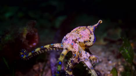 southern blue-ringed octopus hapalochlaena maculosa 4k 25fps